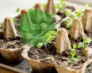 Australian Household Waste Transformed into New Life Through Recycling