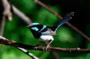 Australia's Superb Fairywren Faces Extinction Within Decades Due to Climate Change