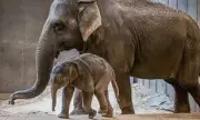 Baby Elephant Linh Mai Becomes Viral Sensation After Mother's Rejection