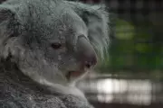 Baby Koala Joey Emerges at Florida Zoo's New Outback Habitat