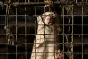 Ban Fur Farms to Prevent Future Pandemics, Experts Urge