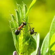 Banish Garden Ants Naturally: The Soap Solution Experts Swear By