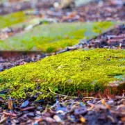 Banish Patio Moss with a 60p Washing-Up Liquid Trick, No Pressure Washer Needed