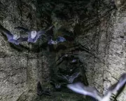 Bat Guano's Vital Role: Unlocking Ecosystem Secrets in Mozambique's Caves