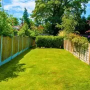 Bathroom Epsom Salt Transforms Lawns into Lush Green Carpets This April