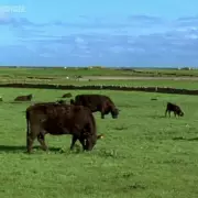 BBC Forced to Apologize as Snooker Coverage Replaced by Wildlife Show