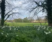 Belfast's Lower Botanic Gardens Meadow Faces Threat Despite Vital Role