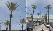 Biblical Fears as Bee Swarms Descend on Israeli City Amid Regional Tensions