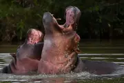 Billionaire's Son Offers to Save Escobar's 'Cocaine Hippos' from Culling