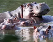 Billionaire's Son Offers to Save Pablo Escobar's Hippos by Moving Them to India