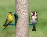 Bird Feeder Pecking Order: A Ritual of Joy and Ecological Concern