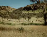 Body Found in Search for Missing Alice Springs Girl; Bondi Terror Risk Flagged