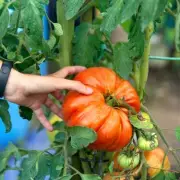 Boost Tomato Growth with Leftover Coffee Grounds This Spring