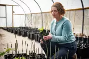 Breakthrough Breeding Method Could Save Disease-Stricken Ash Trees