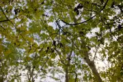 Breakthrough Could Save Ash Trees from Deadly Disease