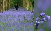 Britain's Bluebells Bloom Early Amid Record Spring Temperatures