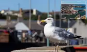 Britain's First 'Gull Ranger' Hired to Ease Human-Seagull Conflict