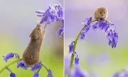 Britain's Tiniest Rodent Sniffs Early Bluebells Amid Climate Shift