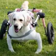 British Charity Rescues Disabled Dogs from China's Meat Trade