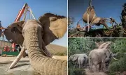 Bull Elephant Tswale Returns to Wild After 20 Years in Captivity