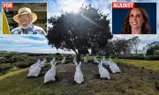 Bunnyhenge statues in California park spark battle over police HQ plans