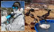 California duck rescue sparks outrage over unvetted adoptions to cockfighting fan