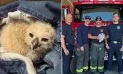 California Firefighters Rescue 'Small Fry' Great Horned Owl After Storm