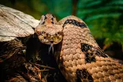 California Rattlesnake Deaths Surge to Three in 2026 Amid Unseasonable Warmth