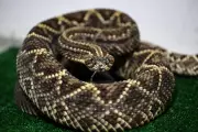 California Rattlesnake Deaths Triple Yearly Average Amid Mysterious Spike