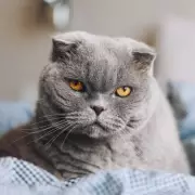 Cats Never Forget Their Owners: The Heartbreaking Truth About Feline Memory