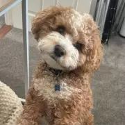 Cavapoo Killed Protecting Owner in Padstow Garden Dog Attack