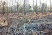 Chernobyl's Radioactive Exclusion Zone Becomes Unexpected Wildlife Haven