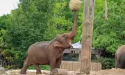 Chester Zoo Named UK's Best for Second Year by TripAdvisor Reviews