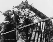 Circus strongman Paul Remos feeds giraffe at London zoo in 1950 photo