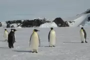 Climate Crisis Threatens Antarctic Species: Emperor Penguins and Fur Seals Face Extinction