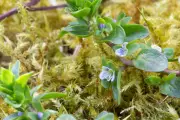 Climate Shift Transforms Garden Lawns: Moss Overtakes Grass in Somerset