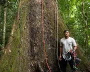 Climbing the World's Tallest Tropical Tree: A Conservationist's Aerial Journey