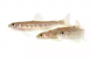 Cocaine Pollution Alters Young Atlantic Salmon Behaviour in Wild Waters