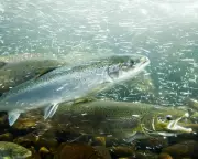 Cocaine Pollution in Rivers Alters Salmon Behaviour, Swedish Study Reveals