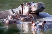 Colombia Authorises Cull of Dozens of Escobar's Wild Hippos to Protect Ecosystems