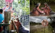 Colombia Authorises Hippo Cull to Control Escobar's Legacy Population