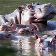 Colombia to Cull 80 Hippos from Pablo Escobar's Invasive Herd