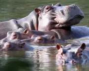 Colombia to Cull Up to 80 Hippos Descended from Pablo Escobar's Zoo