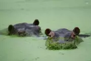 Colombia's Escobar Hippos: A Growing Problem Captured in Photos