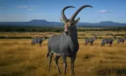 Colossal Biosciences Targets Bluebuck Antelope for De-Extinction