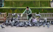 Councils Accused of Abusing Powers with Bans on Feeding Birds and Foraging