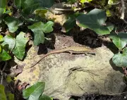Country Diary: Wall Lizard Encounter on Isle of Wight's Hottest Day