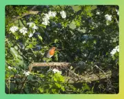 Creating a Wildlife-Friendly Garden: Essential Tips for Nature's Sanctuary