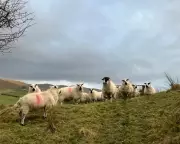 Cumbrian Farmers Fear Lamb Losses as White-Tailed Eagle Reintroduction Looms