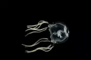 Deadly New Box Jellyfish Species Discovered Off Western Australia Coast